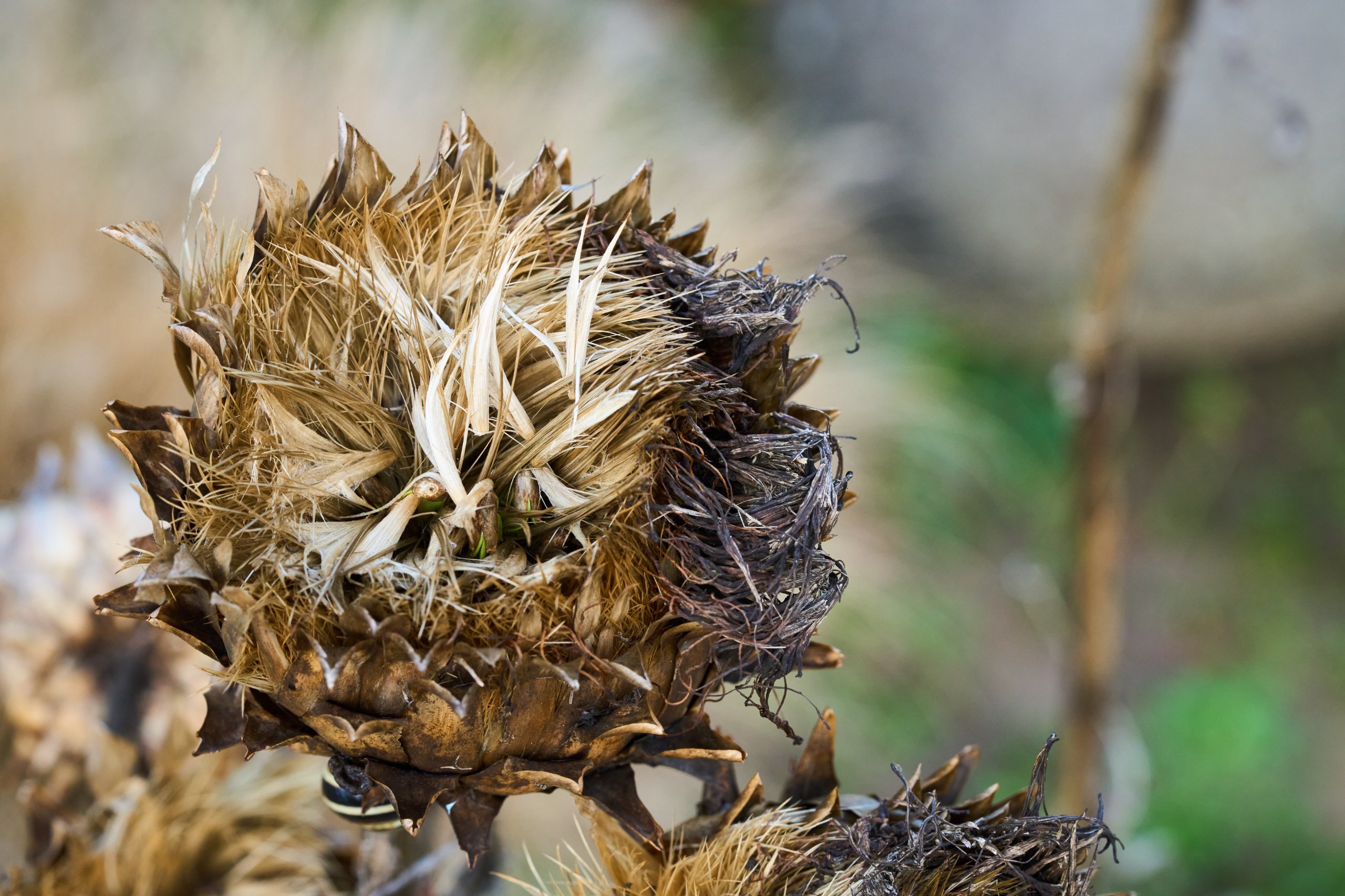 2025 11 02 Gruga 0050